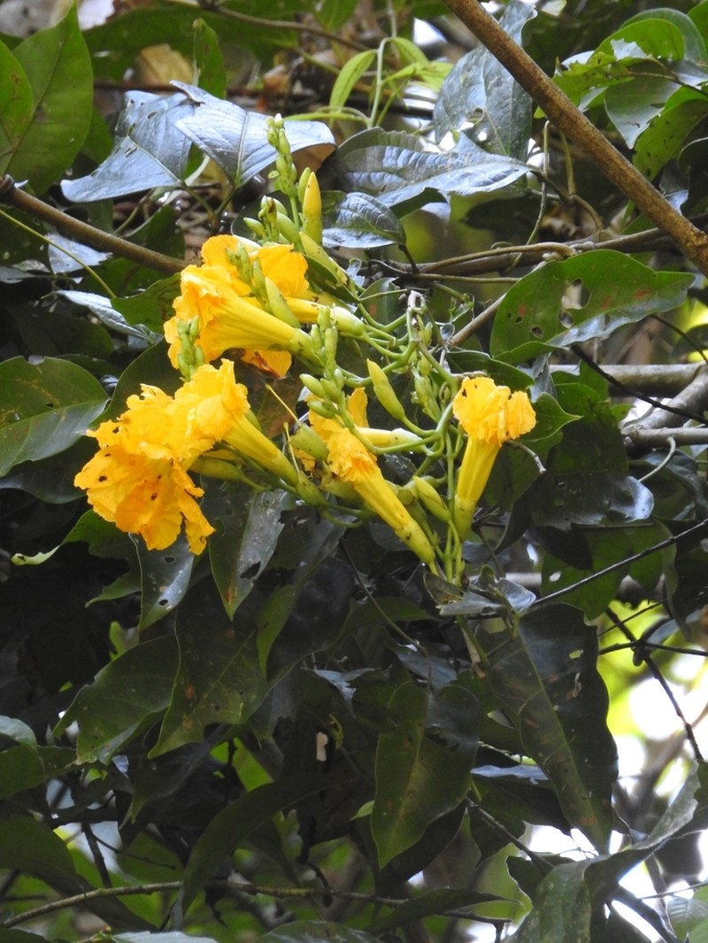 Adenocalymma impressum