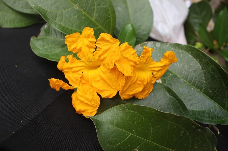 Adenocalymma impressum photo 2
