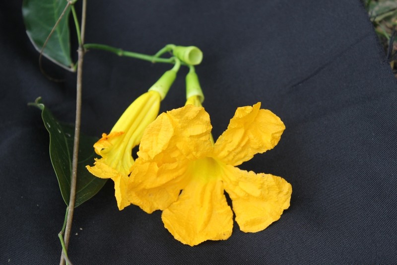 Adenocalymma impressum photo 3