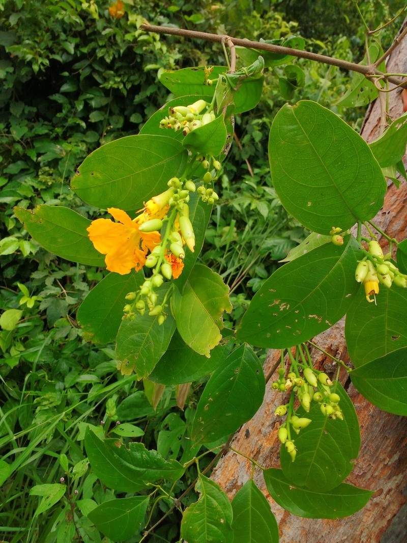 Adenocalymma impressum photo 5
