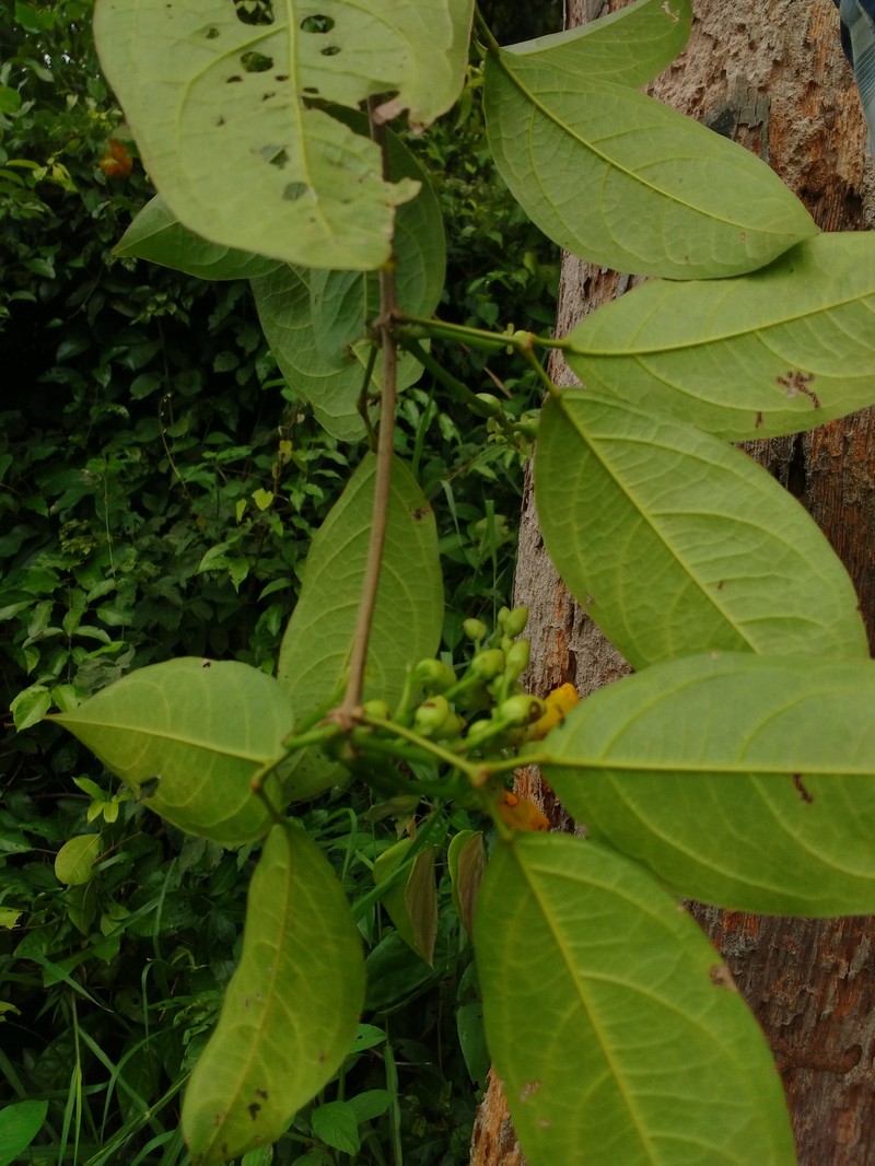 Adenocalymma impressum photo 7