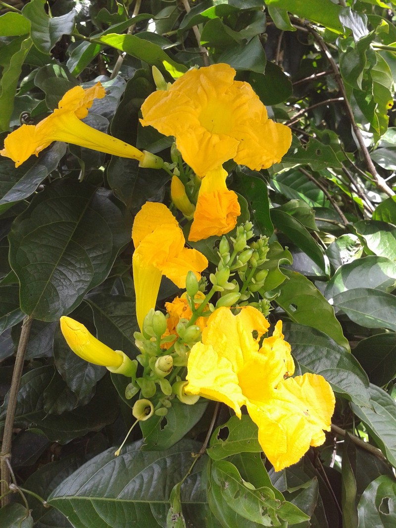 Adenocalymma impressum photo 8