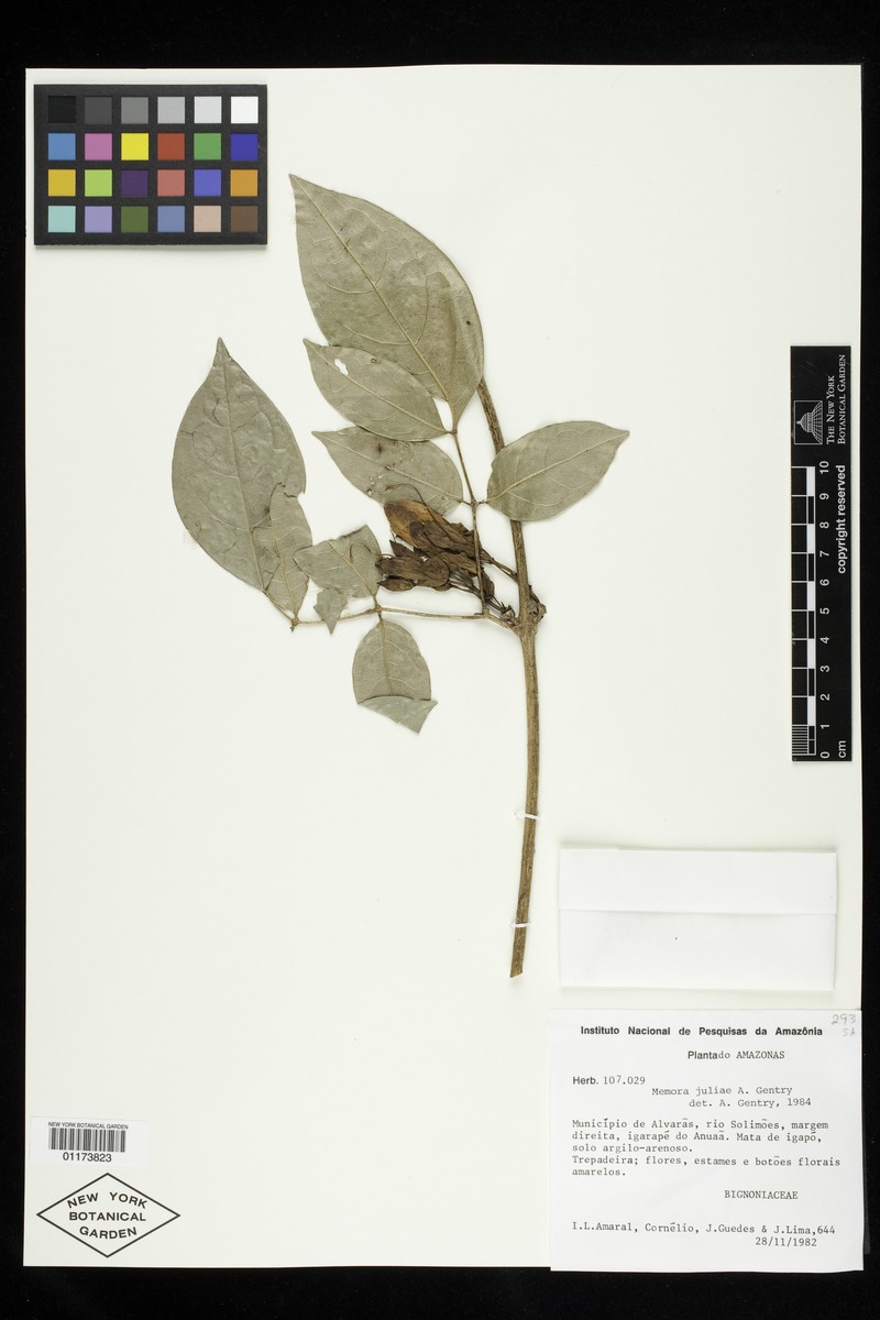 Adenocalymma juliae