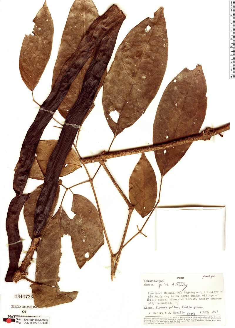 Adenocalymma juliae photo 2