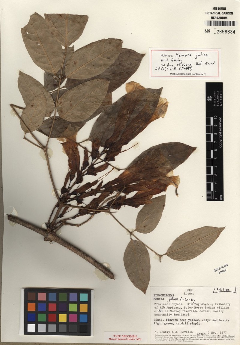 Adenocalymma juliae photo 3