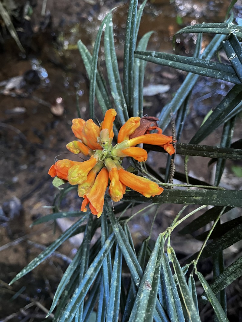 Adenocalymma lineare