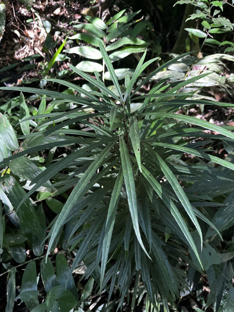Adenocalymma lineare photo 5
