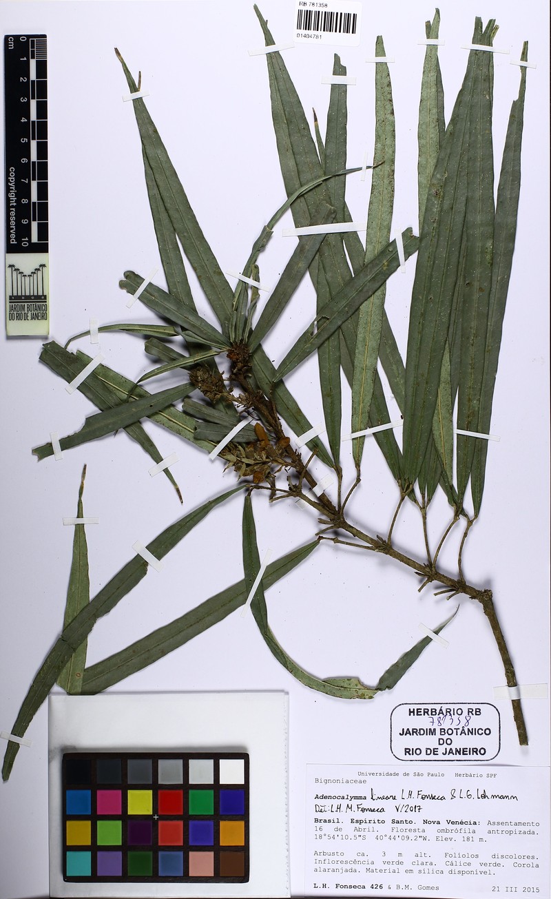 Adenocalymma lineare