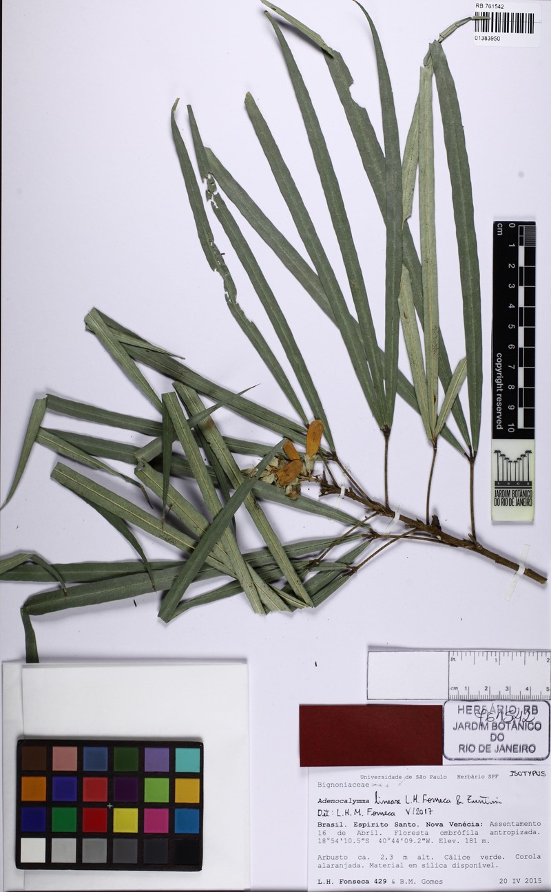 Adenocalymma lineare photo 2