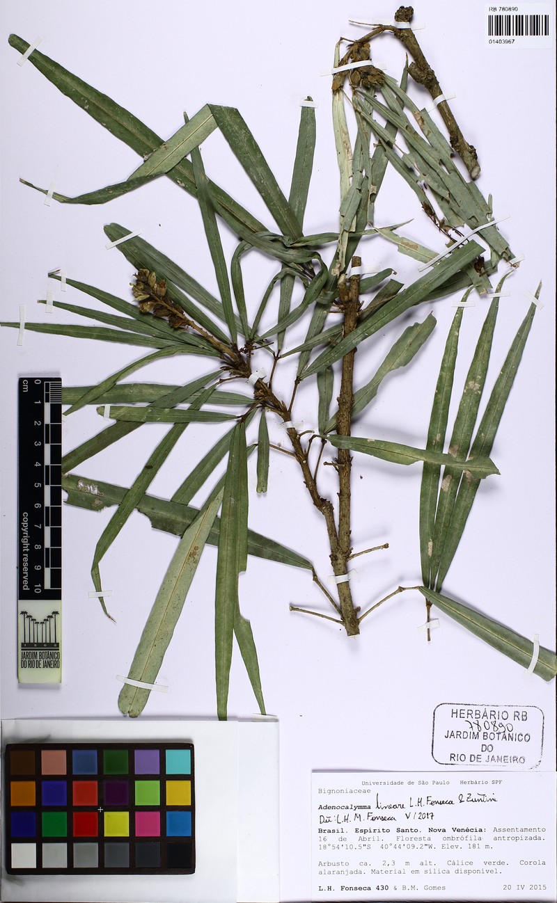 Adenocalymma lineare photo 3