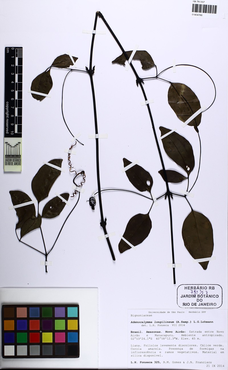 Adenocalymma longilineum