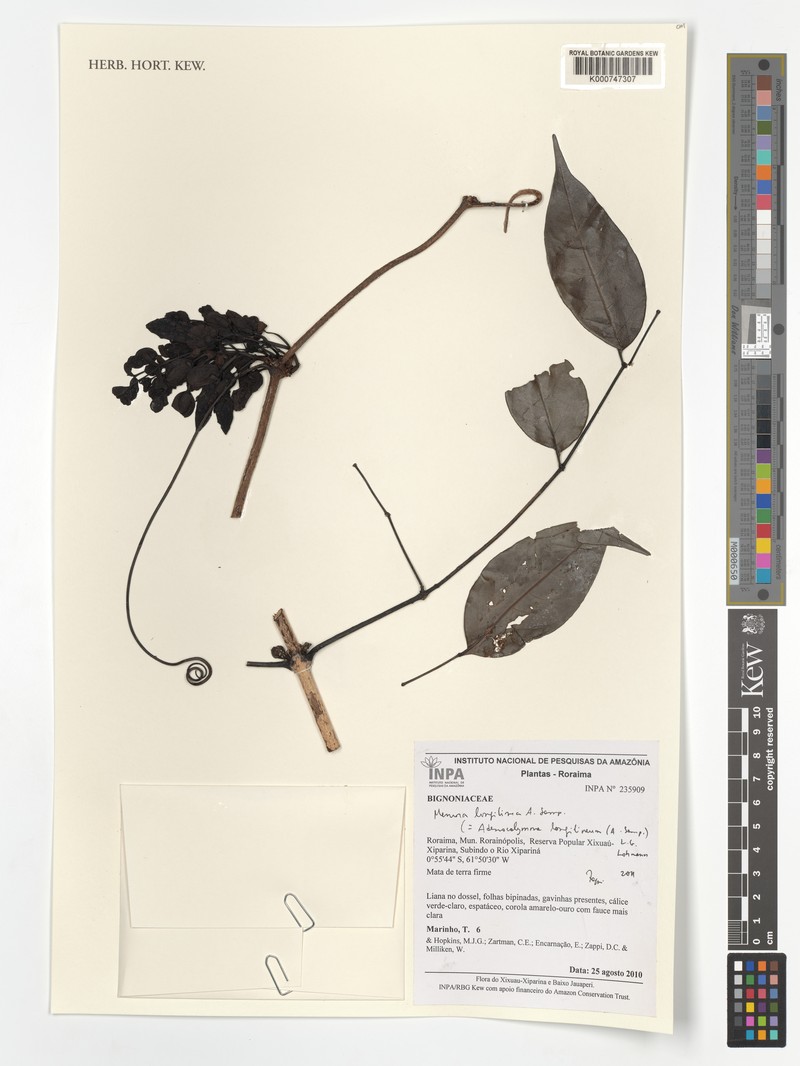 Adenocalymma longilineum photo 2