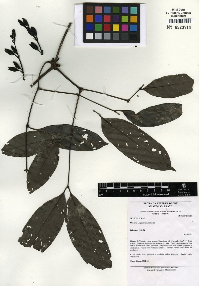 Adenocalymma longilineum photo 3