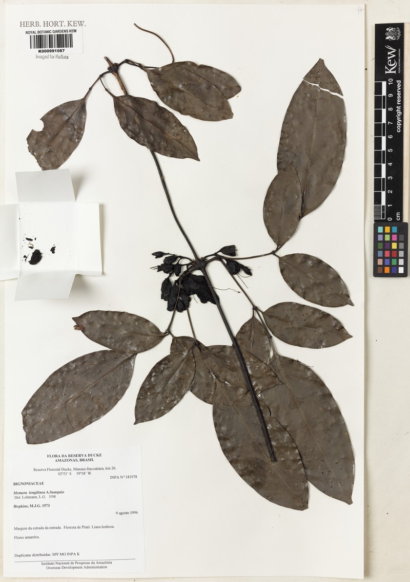 Adenocalymma longilineum photo 4
