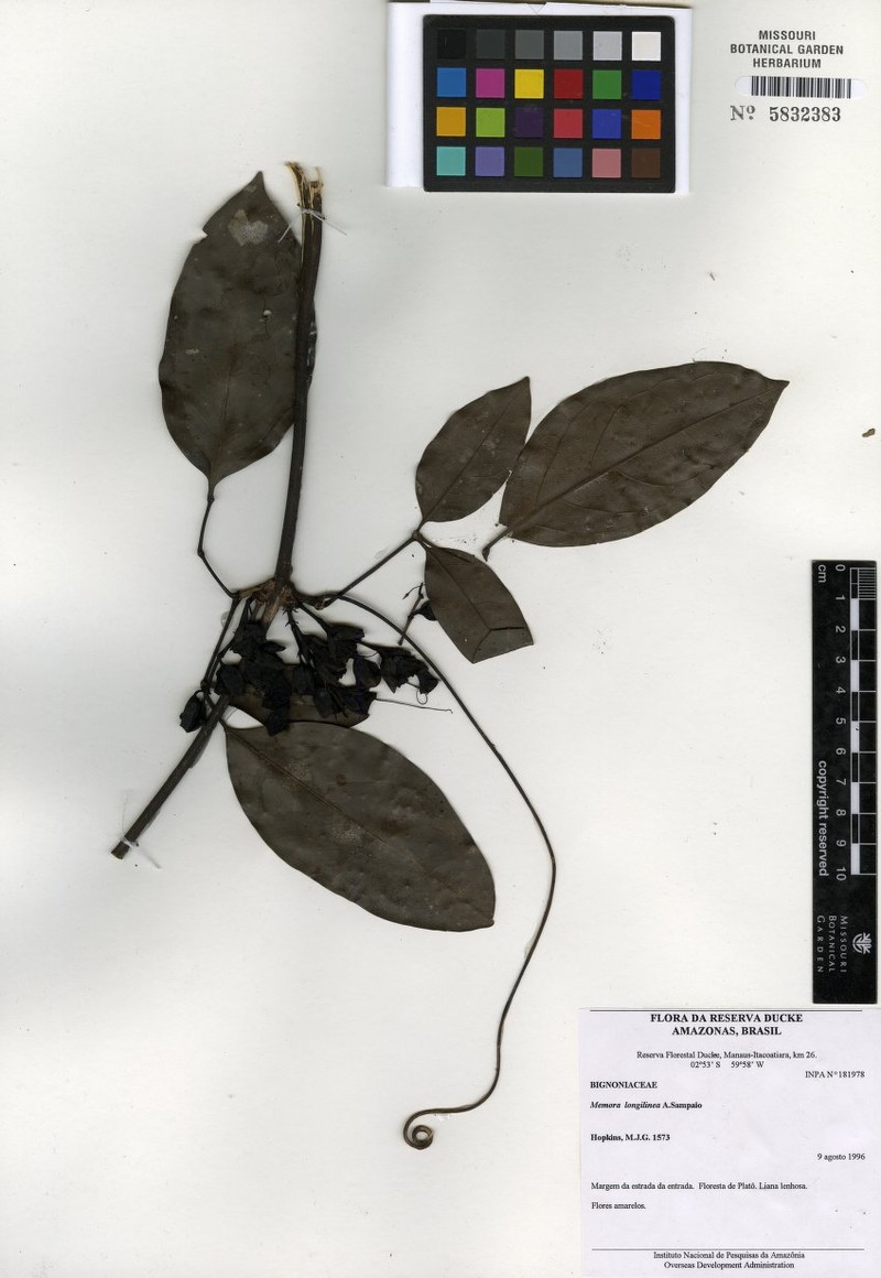Adenocalymma longilineum photo 5