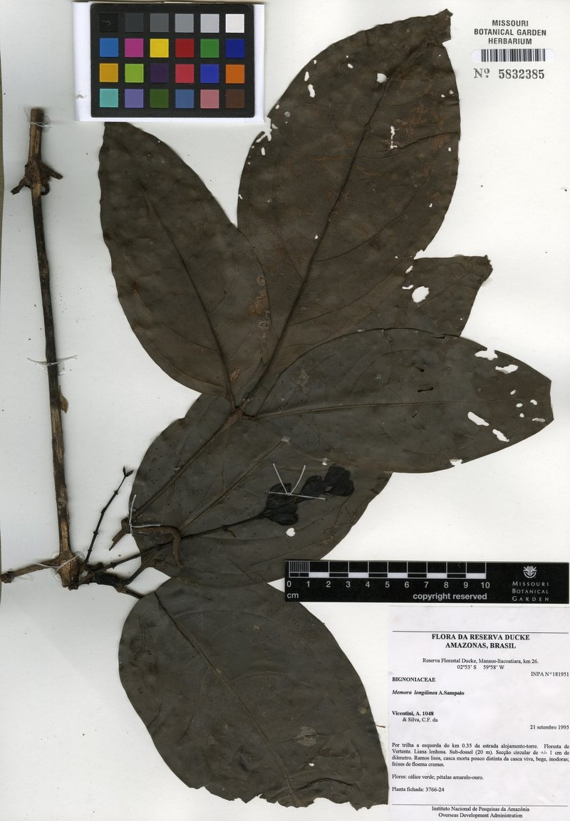 Adenocalymma longilineum photo 6