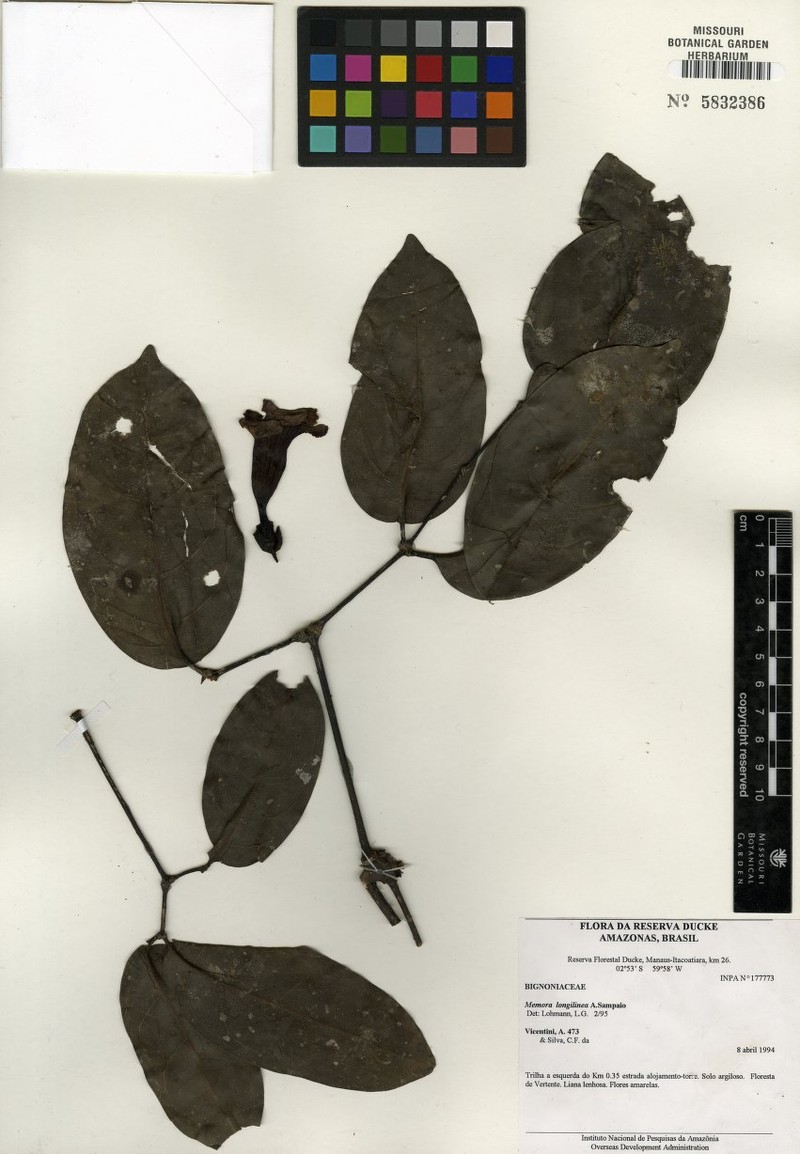 Adenocalymma longilineum photo 7
