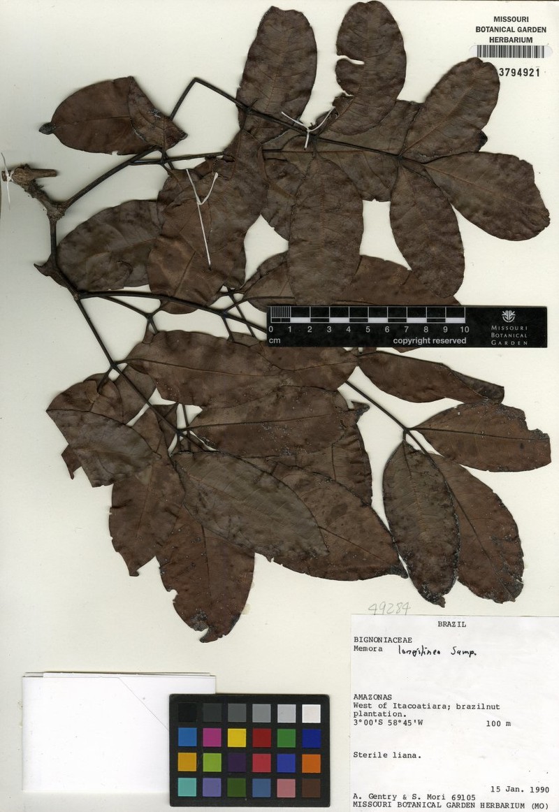 Adenocalymma longilineum photo 8