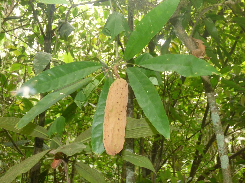 Adenocalymma macrophyllum