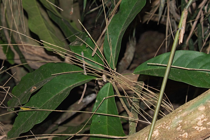 Adenocalymma macrophyllum photo 2