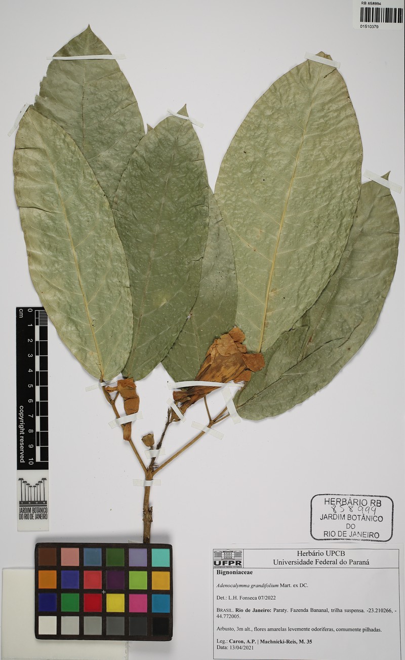 Adenocalymma macrophyllum photo 3
