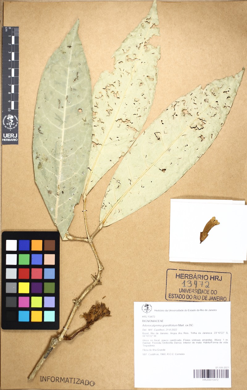 Adenocalymma macrophyllum photo 4