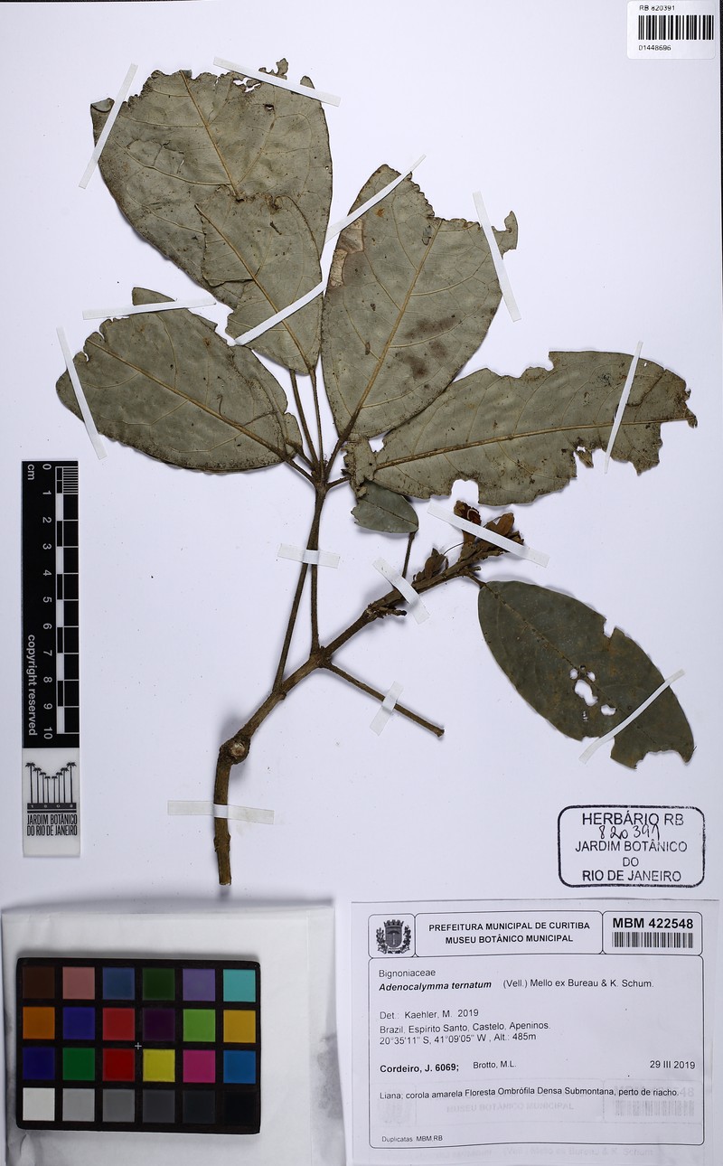 Adenocalymma macrophyllum photo 6