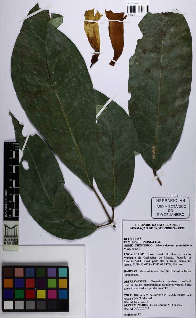 Adenocalymma macrophyllum photo 7