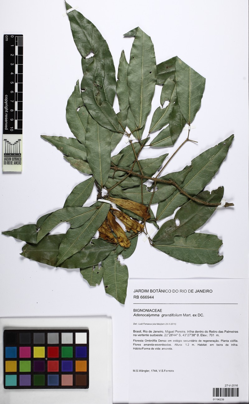 Adenocalymma macrophyllum photo 8