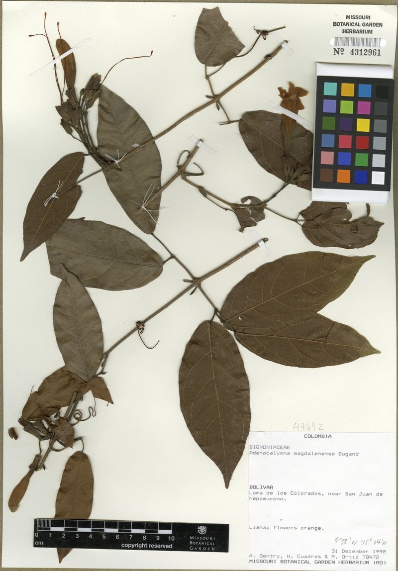 Adenocalymma magdalenense