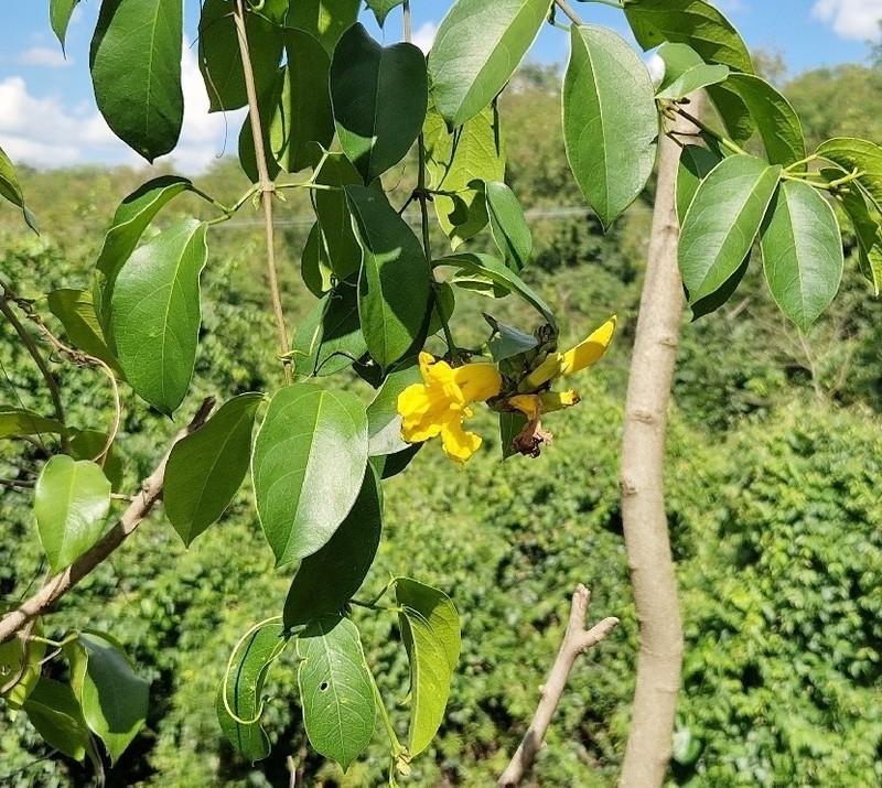 Adenocalymma marginatum