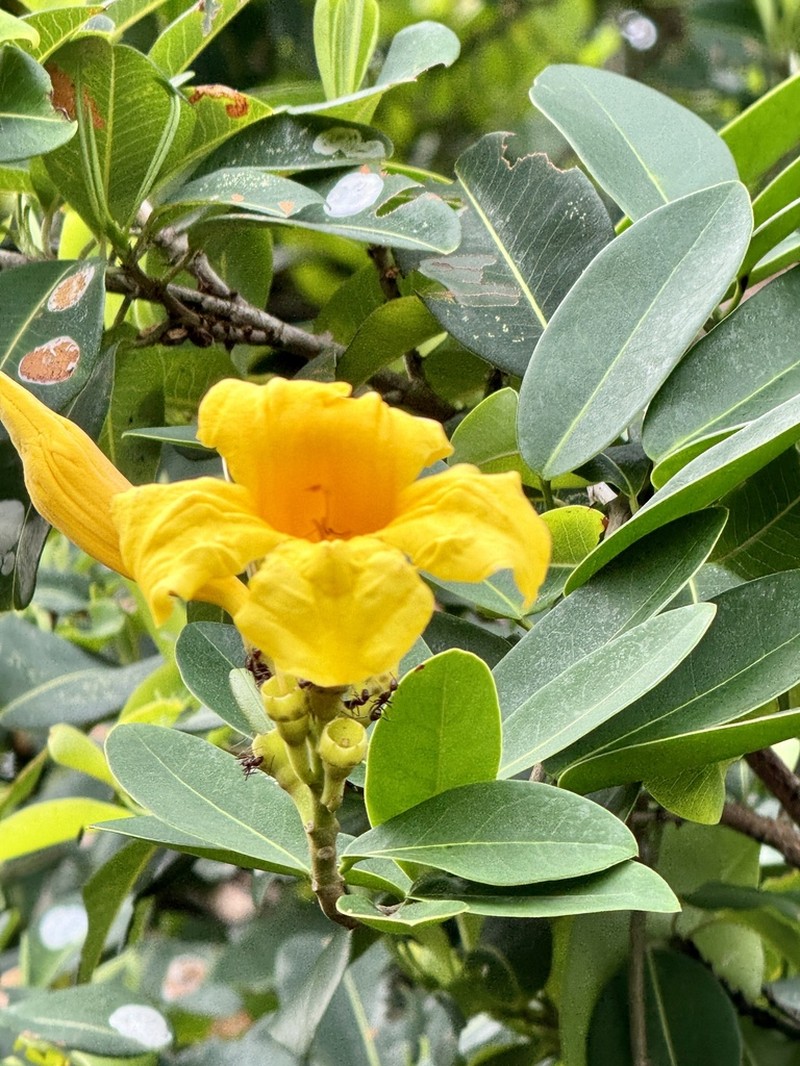 Adenocalymma marginatum photo 2