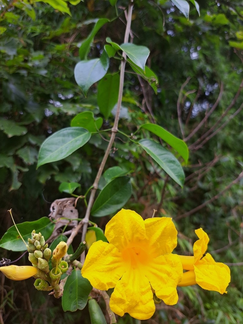 Adenocalymma marginatum photo 3