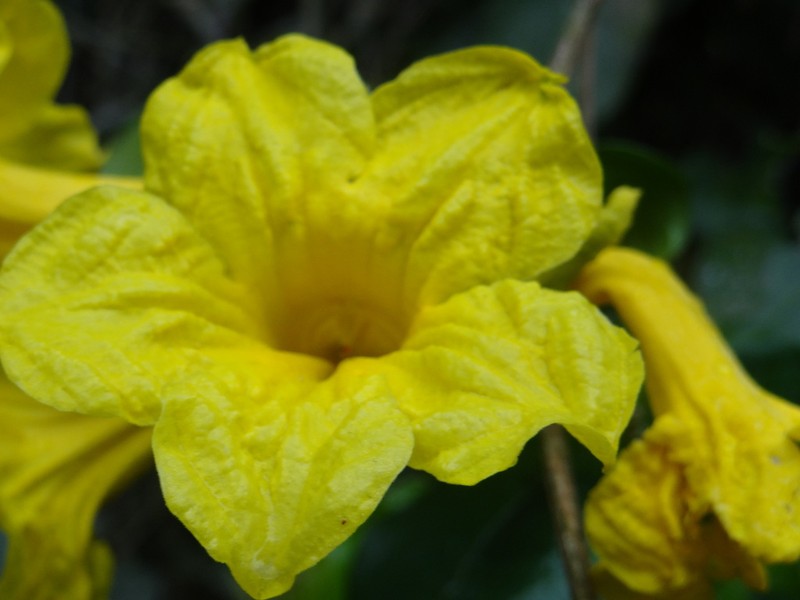 Adenocalymma marginatum photo 4