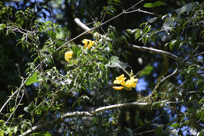 Adenocalymma marginatum photo 5