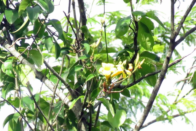 Adenocalymma marginatum photo 6
