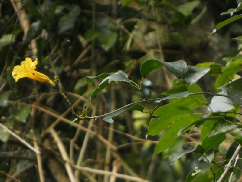 Adenocalymma marginatum photo 8