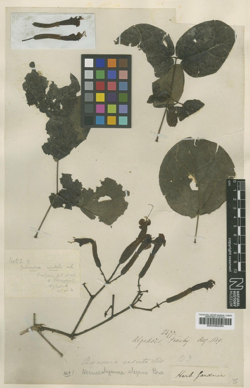 Adenocalymma mirabile photo 2