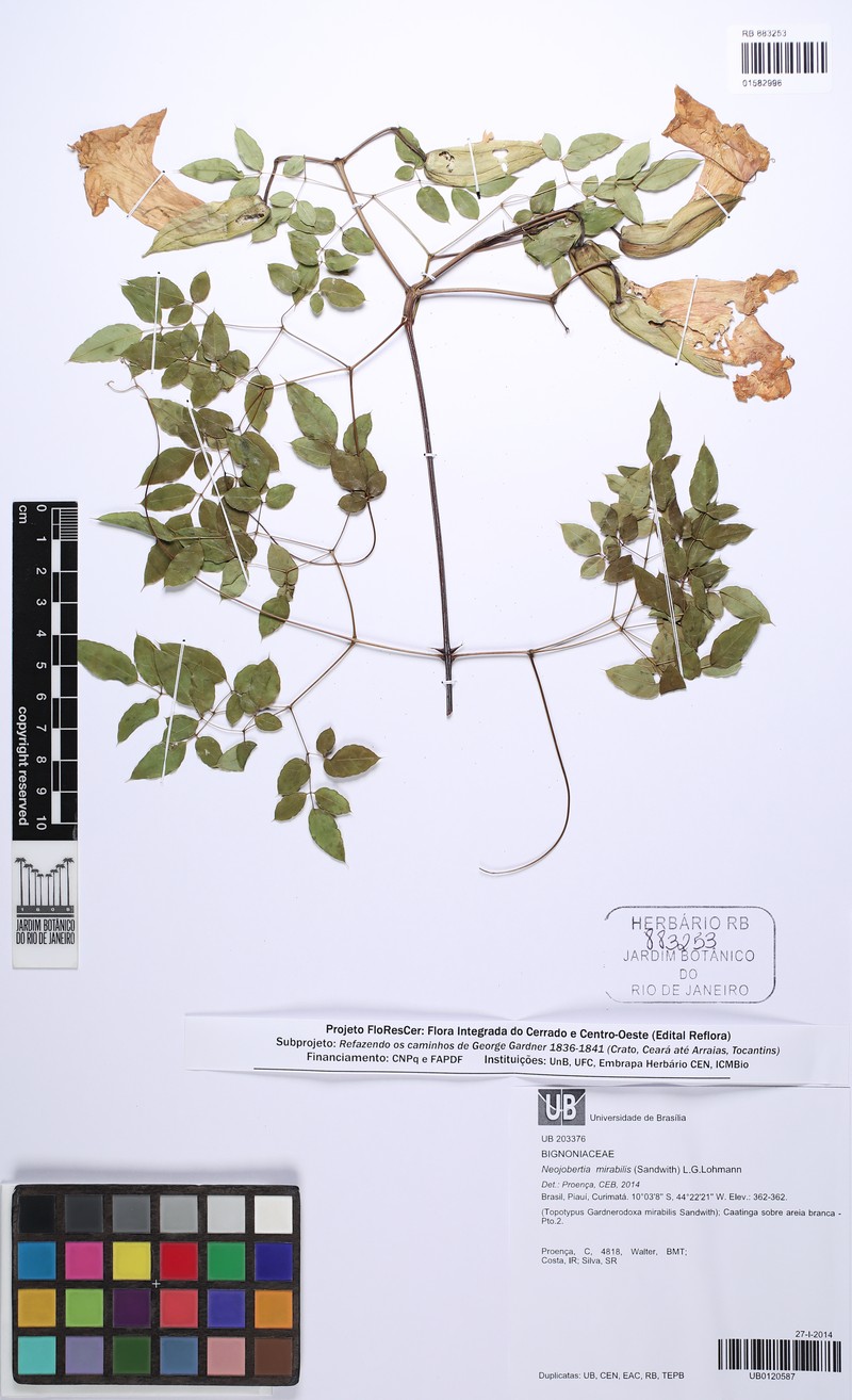 Adenocalymma mirabile