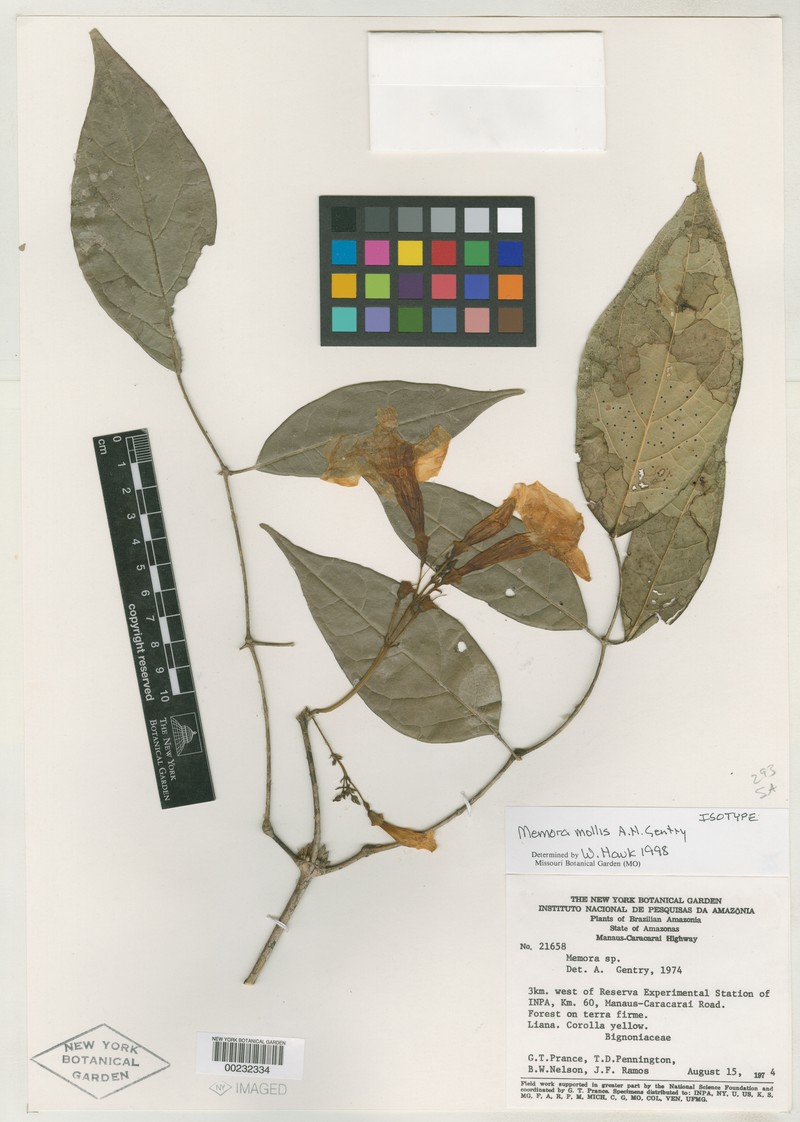 Adenocalymma molle