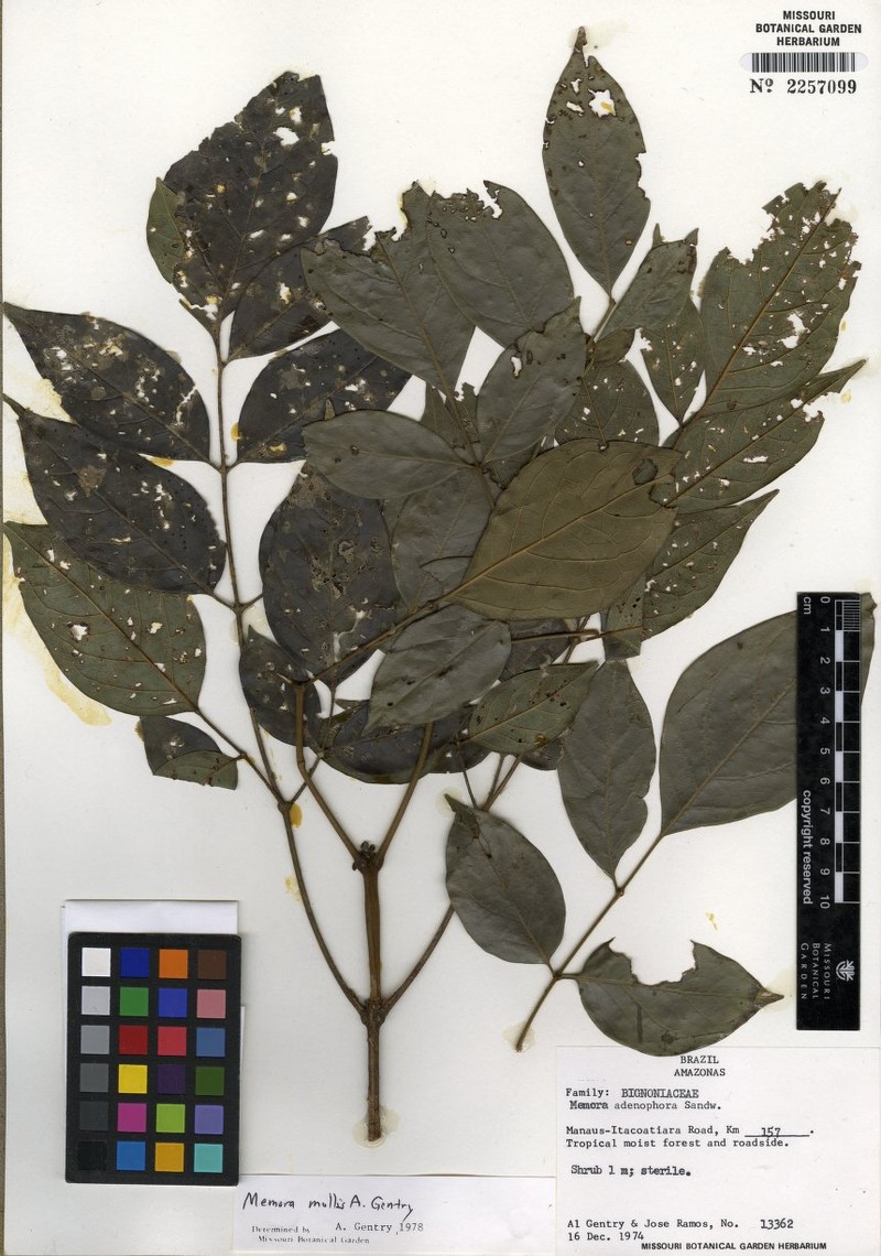 Adenocalymma molle photo 2