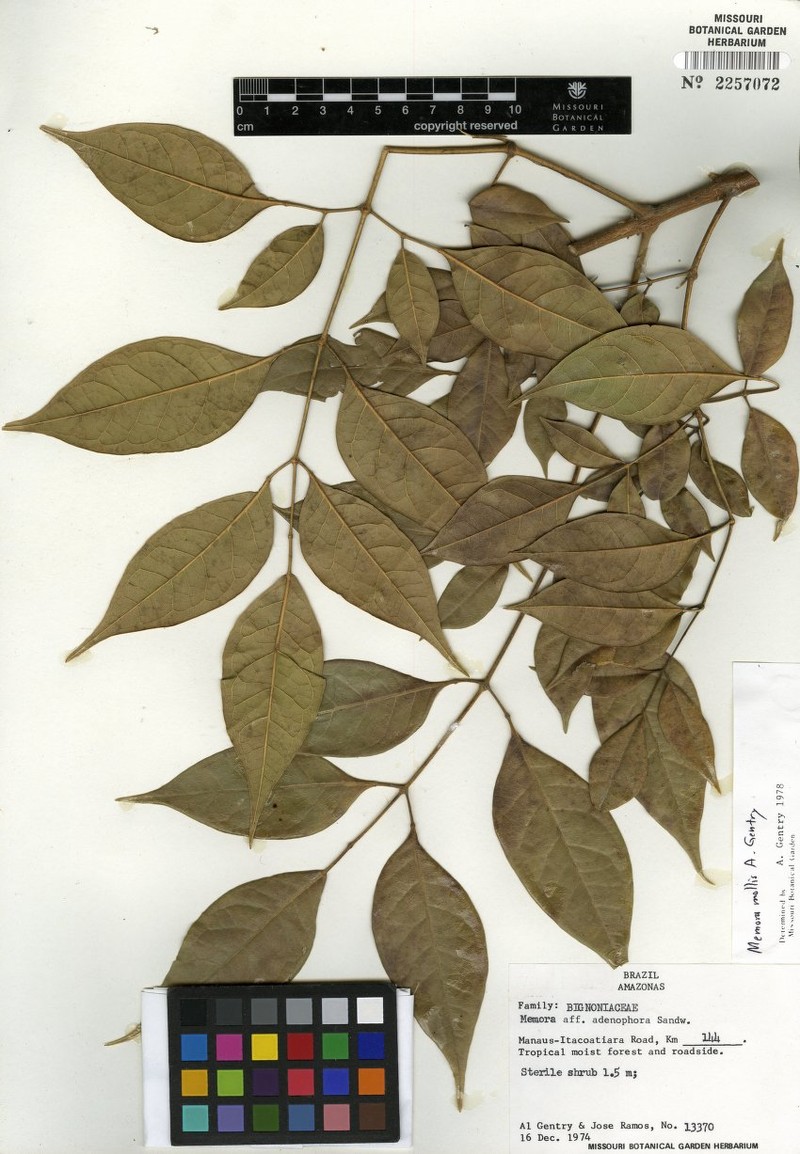 Adenocalymma molle photo 3