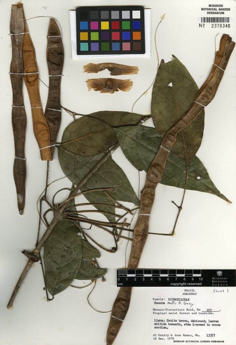Adenocalymma molle photo 4