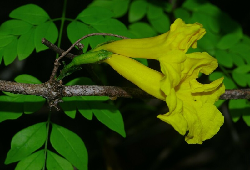 Adenocalymma moringifolium