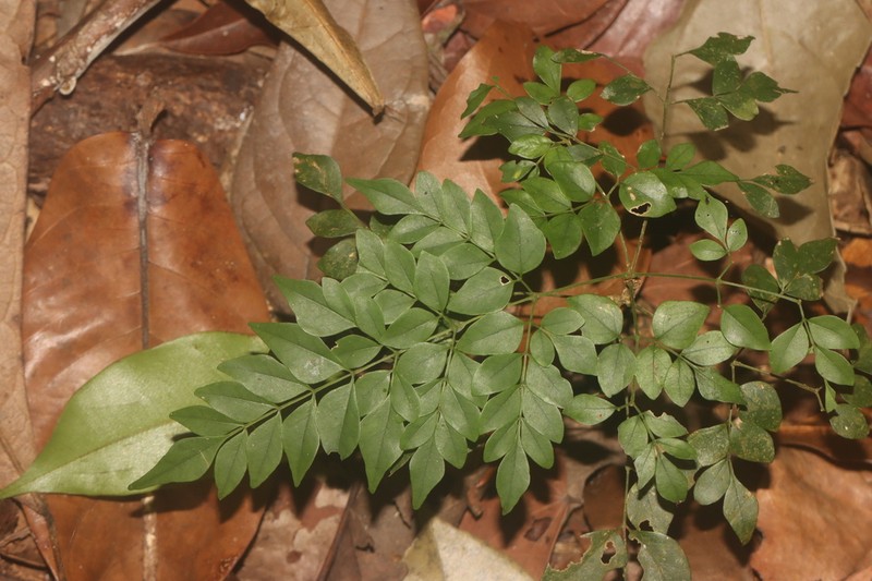 Adenocalymma moringifolium photo 2