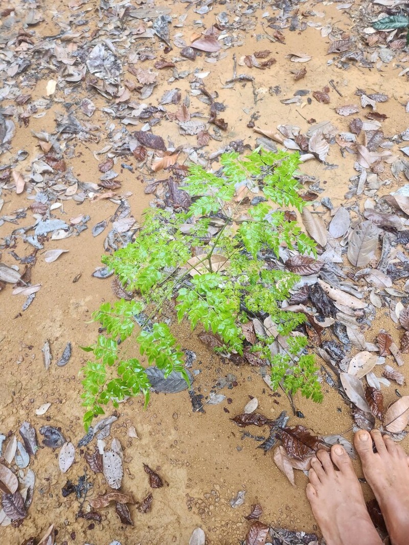 Adenocalymma moringifolium photo 3