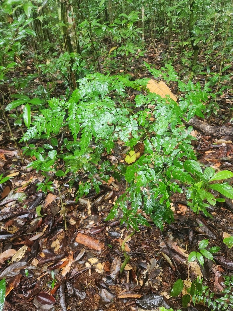 Adenocalymma moringifolium photo 4