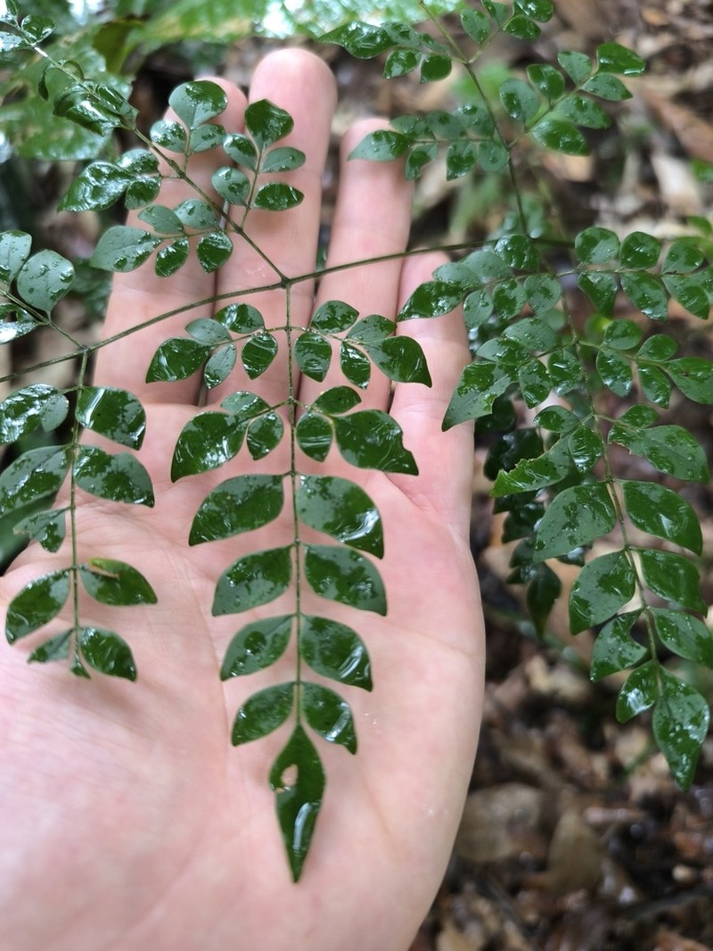 Adenocalymma moringifolium photo 5