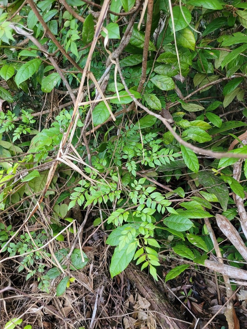 Adenocalymma moringifolium photo 6