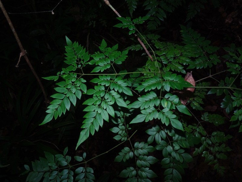 Adenocalymma moringifolium photo 7